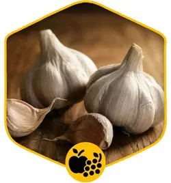 سیر