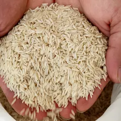 برنج خوشپخت