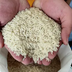 برنج وحشی