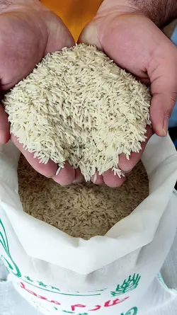 برنج وحشی