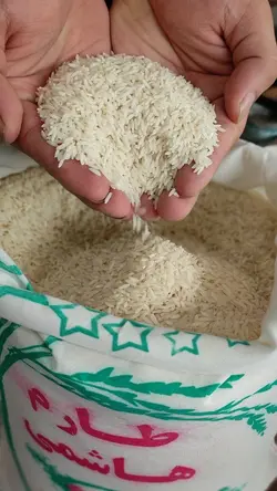 طارم هاشمی