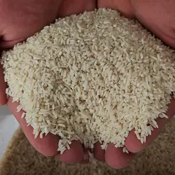 سرلاشه خالص طارم هاشمی