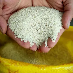 نیم دانه طارم هاشمی خالص