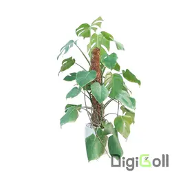 گیاه برگ انجیری مونسترا