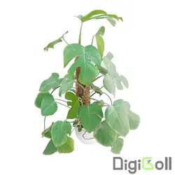 گیاه برگ انجیری مونسترا