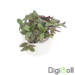گیاه برگ بیدی