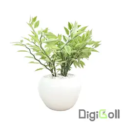 گیاه پدیلانتوس