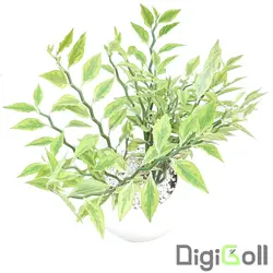 گیاه پدیلانتوس