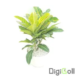 گیاه کروتون پترا