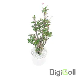گیاه مرجان گل ریز