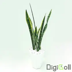 گیاه سانسویریا ابلق