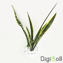 گیاه سانسویریا ابلق