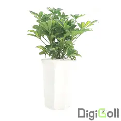 گیاه شفلرا ابلق