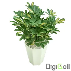 گیاه شفلرا ابلق