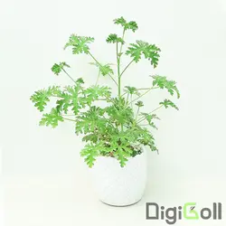 گیاه عطر چای