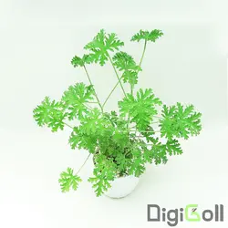 گیاه عطر چای
