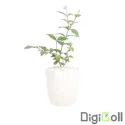 گیاه یاس رازقی