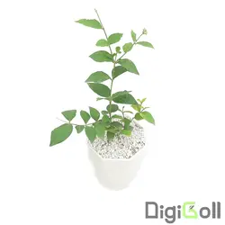 گیاه یاس رازقی