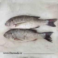 صبیتی ( چندال ) | فروشگاه آنلاین دُرماهی