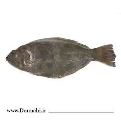 ماهی کفشک