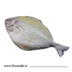 ماهی حلوا سیاه
