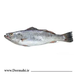 ماهی شوریده