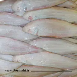 ماهی زبان (گاوی) | فروشگاه آنلاین دُرماهی