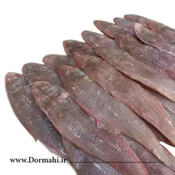 ماهی زبان (گاوی) | فروشگاه آنلاین دُرماهی