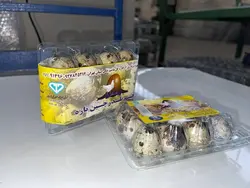 تخم بلدرچین ۱۲ عددی کیفیت عالی - کارتن ۶۰ بسته ای