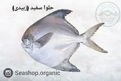 ماهی حلوا سفید ( زبیدی ) فروش بصورت کیلویی