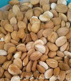 مغز هسته زردآلو- فروش عمده