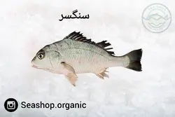 ماهی سنگسر فروش کلی وجزئی بصورت کیلویی