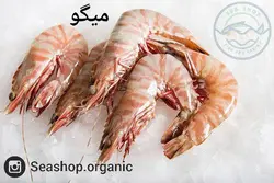 میگو موزی متوسط فروش مستقیم از جنوب