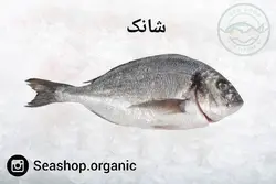 ماهی شانک تازه فروش بصورت کیلویی