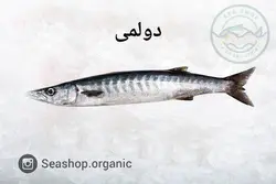 ماهی باراکودا(دولمی)