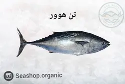 ماهی تن هوور - فروش فله کیلویی