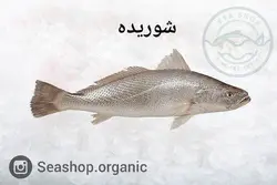 ماهی شوریده - ماهی خوشمزه فروش بصورت کیلویی فله