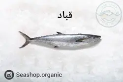 ماهی قباد - فروش بصورت کیلویی
