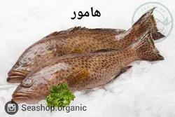 ماهی هامور - فروش بصورت کیلویی