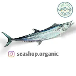 فروش ماهی شیر - کیلویی