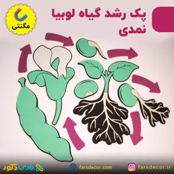 چرخه رشد گیاه لوبیا نمدی (مگنتی)