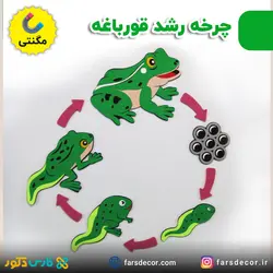 چرخه رشد قورباغه نمدی مگنتی