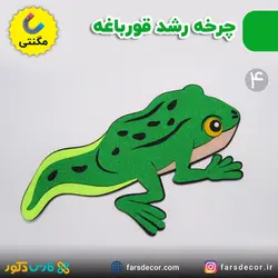 چرخه رشد قورباغه نمدی مگنتی