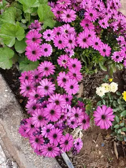استسپروم - فروش گل و گیاه اینترنتی به سراسر کشور