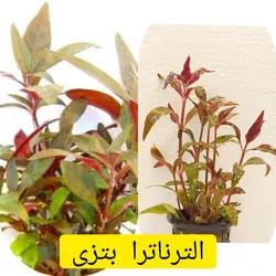 الترناترا بتزی - فروش گل و گیاه اینترنتی به سراسر کشور