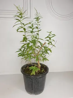 به لیمو - فروش گل و گیاه اینترنتی به سراسر کشور