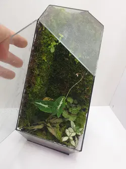 تراریوم - فروش گل و گیاه اینترنتی به سراسر کشور