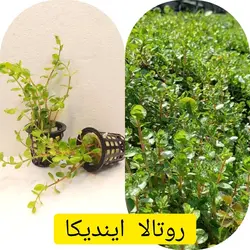 روتالا ایندیکا - فروش گل و گیاه اینترنتی به سراسر کشور