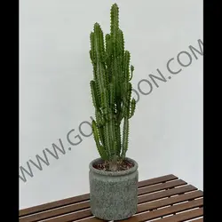 گیاه افوربیا تریگونا سبز کد 2
