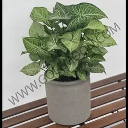 گیاه سینگونیوم نقره ای